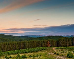 Превью обои лес, деревья, окраина, опушка, горы, небо, легкость