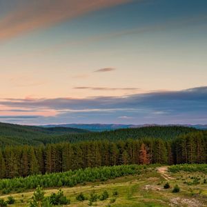 Превью обои лес, деревья, окраина, опушка, горы, небо, легкость