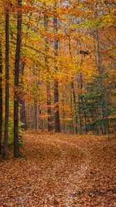Превью обои лес, деревья, опавшая листва, пейзаж, осень