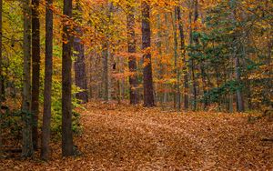 Превью обои лес, деревья, опавшая листва, пейзаж, осень