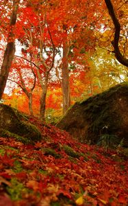 Превью обои лес, деревья, опавшие листья, осень, природа, яркий