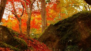 Превью обои лес, деревья, опавшие листья, осень, природа, яркий
