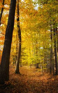Превью обои лес, деревья, опавшие листья, осень, пейзаж