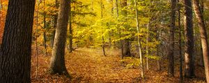 Превью обои лес, деревья, опавшие листья, осень, пейзаж