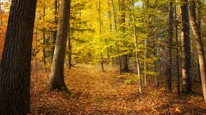 Превью обои лес, деревья, опавшие листья, осень, пейзаж