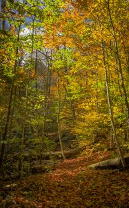 Превью обои лес, деревья, опавшие листья, осень, яркий