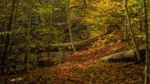 Превью обои лес, деревья, опавшие листья, осень, яркий