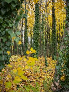 Превью обои лес, деревья, опавшие листья, плющ, природа, осень