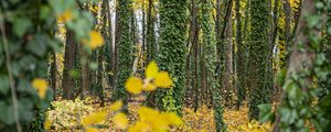 Превью обои лес, деревья, опавшие листья, плющ, природа, осень