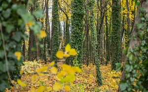 Превью обои лес, деревья, опавшие листья, плющ, природа, осень