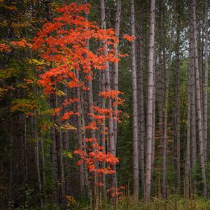 Превью обои лес, деревья, осень, листья, природа