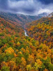 Превью обои лес, деревья, осень, река, пейзаж, природа