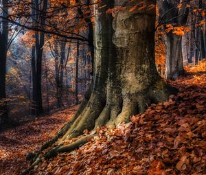 Превью обои лес, деревья, осень, листва