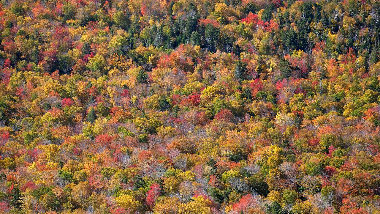 Обои лес, деревья, осень, разноцветный, вид сверху, природа