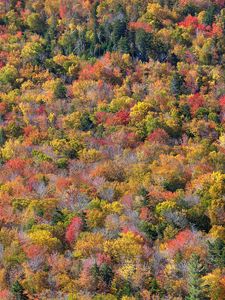Превью обои лес, деревья, осень, разноцветный, вид сверху, природа