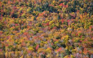 Превью обои лес, деревья, осень, разноцветный, вид сверху, природа