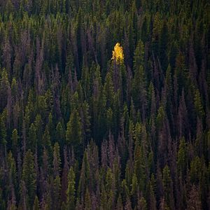 Превью обои лес, деревья, осень, вид сверху