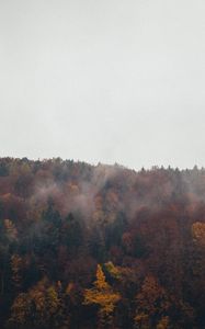 Превью обои лес, деревья, осень, пейзаж, природа, небо