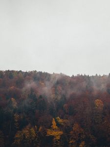 Превью обои лес, деревья, осень, пейзаж, природа, небо