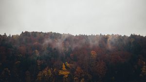 Превью обои лес, деревья, осень, пейзаж, природа, небо