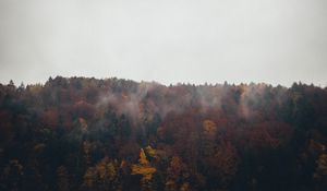 Превью обои лес, деревья, осень, пейзаж, природа, небо