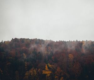 Превью обои лес, деревья, осень, пейзаж, природа, небо