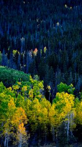 Превью обои лес, деревья, осень, желтый
