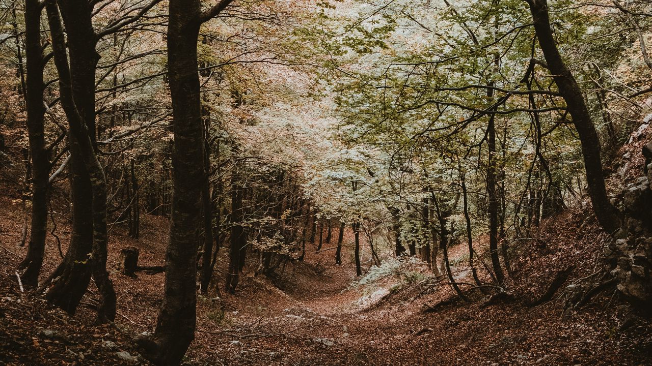 Обои лес, деревья, осень, пейзаж, природа