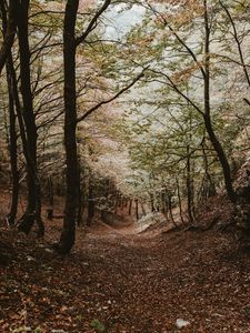 Превью обои лес, деревья, осень, пейзаж, природа