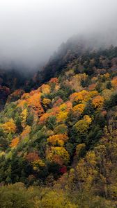 Превью обои лес, деревья, осень, туман, природа
