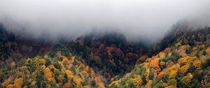 Превью обои лес, деревья, осень, туман, природа