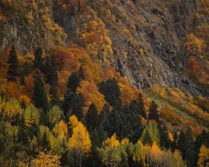 Превью обои лес, деревья, осень, склон