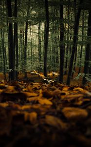 Превью обои лес, деревья, осень, опавшая листва, природа