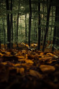 Превью обои лес, деревья, осень, опавшая листва, природа