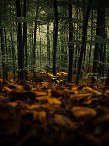 Превью обои лес, деревья, осень, опавшая листва, природа