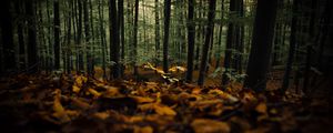 Превью обои лес, деревья, осень, опавшая листва, природа