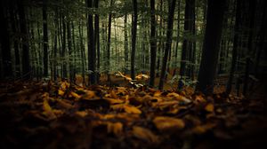 Превью обои лес, деревья, осень, опавшая листва, природа