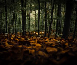 Превью обои лес, деревья, осень, опавшая листва, природа