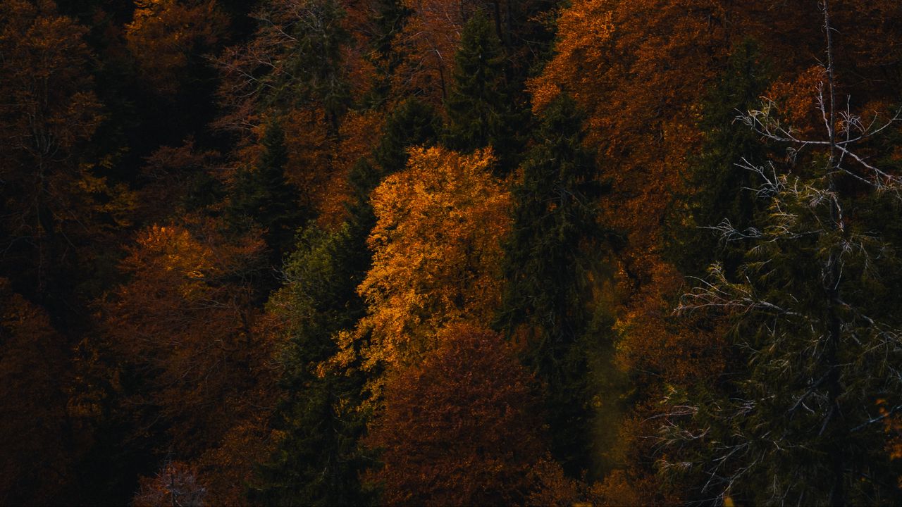 Обои лес, деревья, осень, природа