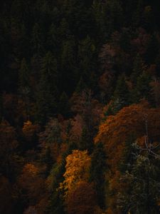 Превью обои лес, деревья, осень, природа