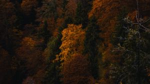 Превью обои лес, деревья, осень, природа