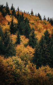 Превью обои лес, деревья, осень, желтый, зеленый