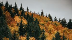 Превью обои лес, деревья, осень, желтый, зеленый