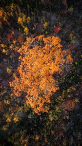 Превью обои лес, деревья, осень, вид сверху, природа