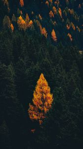 Превью обои лес, деревья, осень, вид сверху, пейзаж