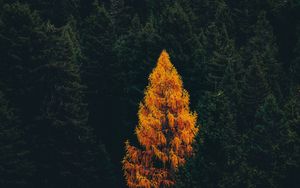 Превью обои лес, деревья, осень, вид сверху, пейзаж