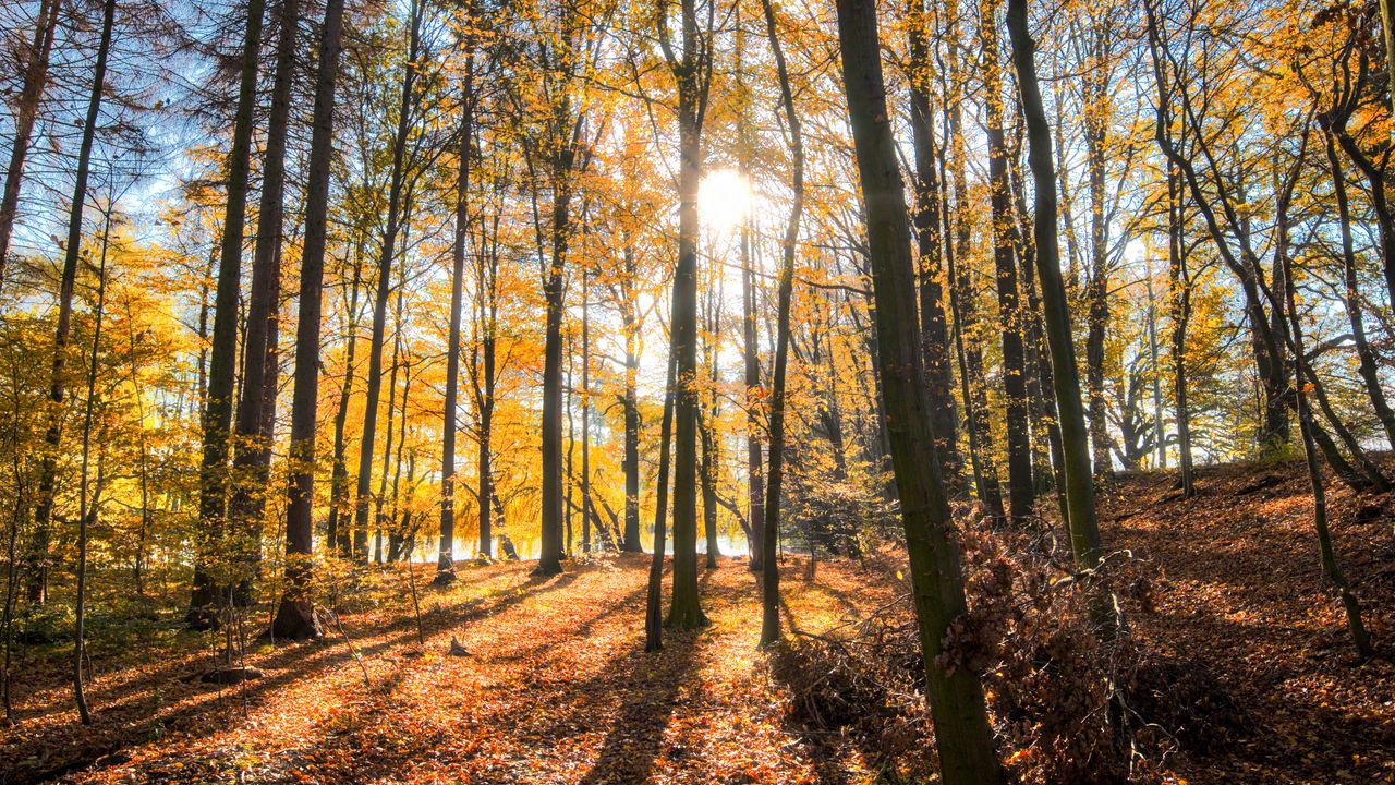 Обои лес, деревья, осень, солнце, свет, пейзаж