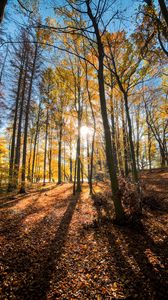 Превью обои лес, деревья, осень, солнце, свет, пейзаж