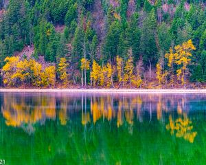 Превью обои лес, деревья, осень, озеро, отражение, природа