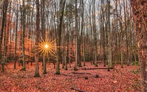 Превью обои лес, деревья, осень, листья, солнце, лучи